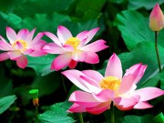 Làm mẹ - Truyện cổ tích: Sự tích hoa sen