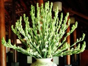 Nhà đẹp - Loại hoa nào cấm kỵ cúng trên bàn thờ?