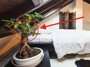 Nhà đẹp - 5 loại cây thường gặp giúp bạn ngủ "say như chết"