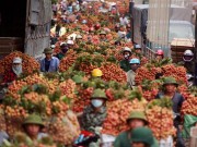 Tin tức - Lục Ngạn tắc đường mùa vải thiều vào vụ