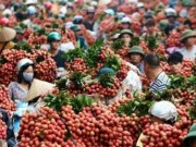 Mua sắm - Giá cả - Vải thiều Bắc Giang ồ ạt xuất sang Mỹ, Úc, Anh
