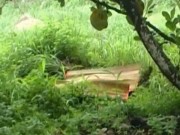 Tin tức - Đâm chết người vì... tiếng chó sủa