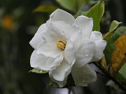 Nhà đẹp - 10 loài hoa nên trồng giúp nhà thơm ngất ngây