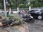 Tin tức - Mưa và gió lớn làm đứt dây điện, cây bật gốc đè người đi đường