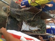 Tin tức - Bắt được cá sấu hơn 70kg ở hồ câu nổi tiếng Hà Nội