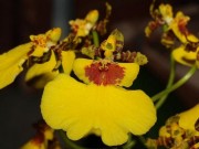 Nhà đẹp - Top 10 loài hoa có vẻ ngoài khiến con người sững sờ