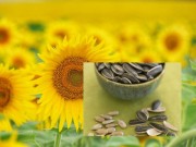 Nhà đẹp - 9 bí mật hay ho ít người biết về hoa hướng dương