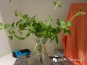 Nhà đẹp - Trồng bạc hà  bằng nước: tránh muỗi mà sạch sẽ