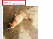 Tin tức - Sự thật đằng sau câu chuyện cô giáo thịt chó mừng sinh nhật