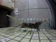 Nhà đẹp - Tự chế bẫy bắt chuột an toàn mà hiệu quả từ chai nước lọc