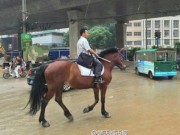 Tin tức - Chán cảnh tắc đường, người đàn ông thay ô tô bằng ngựa