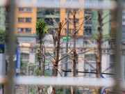 Nhà đẹp - Con đường đẹp nhất Việt Nam trồng cây xanh hay củi khô trên phố?