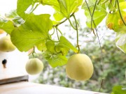 Nhà đẹp - Vườn rau sạch “3 năm tuổi” lúc lỉu khế, dưa, ổi... trồng chậu