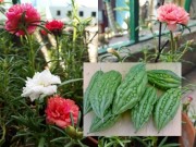 Nhà đẹp - TP.HCM: Cô giáo mầm non hăng hái làm nông dân tại nhà