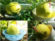 Nhà đẹp - Vợ chồng trẻ chia sẻ bí quyết 'săn' dưa  khủng ngay tại nhà