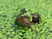 Sức khỏe - Nhà khoa học tiết lộ giá trị dinh dưỡng bất ngờ của bèo tấm