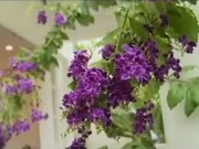 Nhà đẹp - Vườn của mẹ trồng sen và súng giữa lòng TP.HCM