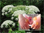 Nhà đẹp - Ngò tây dại gây bỏng rộp, mù lòa nếu vô tình chạm phải