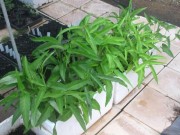 Nhà đẹp - Trồng rau muống từ hạt lên mơn mởn trong thùng xốp