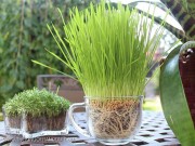 Nhà đẹp - Chế siêu đất trồng từ bỉm trẻ em cho cây lớn vùn vụt