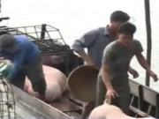 Tin tức - Lò giết mổ gia súc gây ô nhiễm nguồn nước trầm trọng
