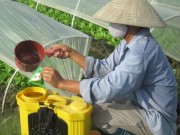 Nhà đẹp - Cận cảnh rau sạch “tắm” những loại thuốc cực độc