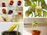 Nhà đẹp - Tự tay trồng hạt đậu “mầm tình” - món quà đầy bất ngờ, thú vị