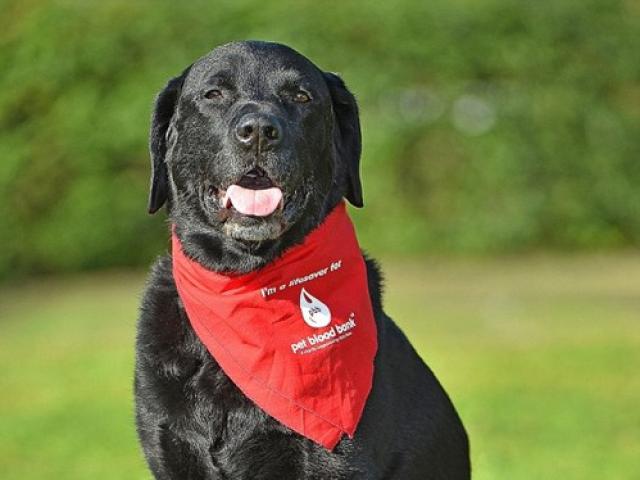 Những chú chó hiến máu cứu hàng trăm đồng loại