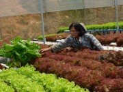 Nhà đẹp - Cận cảnh vườn rau thủy canh bạc tỉ ở Đà Lạt