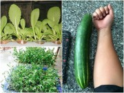 Nhà đẹp - Vườn ban công 1.5m2 cho rau mơn mởn, dưa chuột 0.7 kg