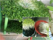 Nhà đẹp - Chủ khu vườn 1.5m² tiết lộ bí quyết trồng rau mầm lớn vùn vụt
