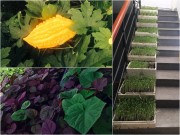 Nhà đẹp - TP.HCM: Văn phòng cho nhân viên thỏa thuê trồng rau sạch