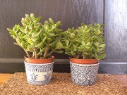 Nhà đẹp - Cây cảnh sinh khí, đuổi tà nên bày trong nhà