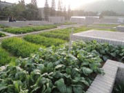 Nhà đẹp - TQ: Vườn rau sạch 2000m² cho cư dân thành phố tự trồng