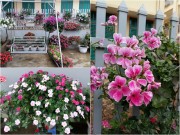 Nhà đẹp - Mẹ trẻ trồng vườn ngập sắc hoa tại thiên đường Mộc Châu