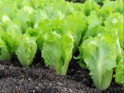Nhà đẹp - Cách trồng rau xà lách đơn giản từ hạt