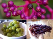 Nhà đẹp - Phát sốt với nho hồng rực rỡ, vị ngọt như kẹo bông