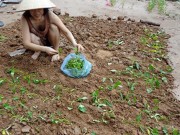 Tin tức - Người dân Thủ đô trồng rau dưới chân đường sắt trên cao