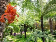 Nhà đẹp - 12 năm biến vườn nhà thành rừng mưa nhiệt đới thu nhỏ