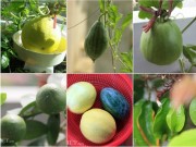 Nhà đẹp - "Bí kíp luyện" chanh, dưa, khế, ổi… trĩu trịt quả trong thùng xốp
