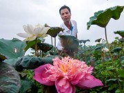 Nhà đẹp - Đầm sen Quan Âm độc nhất vô nhị ở Hà Nội
