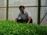 Nhà đẹp - Bác sĩ mê làm... rau sạch