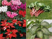 Nhà đẹp - Cây cảnh quen thuộc chứa chất độc cần cho trẻ tránh xa