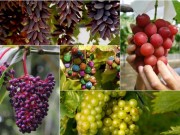 Nhà đẹp - 8 giống nho "nhất quả đất"