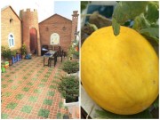 Nhà đẹp - Mẹ đảm trồng rau sạch giữ gìn hạnh phúc gia đình