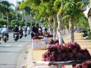 Mua sắm - Giá cả - Nho Trung Quốc đội lốt nho Mỹ bán dọc miền Tây