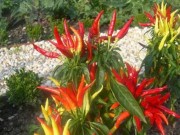 Sức khỏe - Ớt giúp mở hướng điều trị béo phì