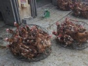Tin tức - Xuất hiện ổ dịch cúm A (H5N1) tại Sóc Trăng