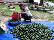 Mua sắm - Giá cả - Ồ ạt thu mua cau non bán cho Trung Quốc