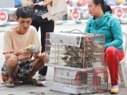 Tin tức - Cái chết bi thương của chim phóng sinh mùa Vu Lan